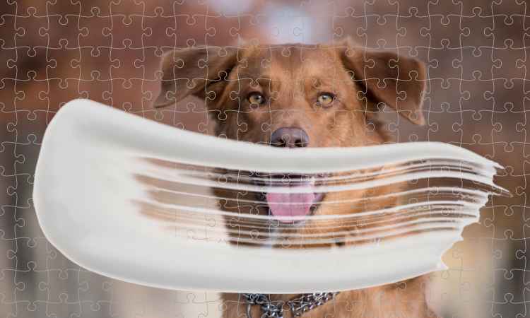 Puzzle Kleber Conserver Puzzle Kleber Conserver