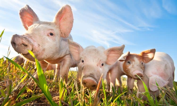 Schweine würfeln Spiel Schweinerei Vergleich Kaufratgeber Schweine würfeln Spiel Schweinerei Vergleich Kaufratgeber