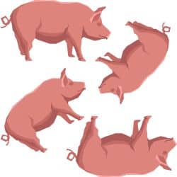 Schweine würfeln Spiel Schweinerei Vergleich Kaufratgeber